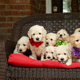 Australian Labradoodle, Bernedoodle, and Goldendoodle Puppies from Golden Fields Doodles