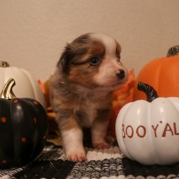 "Mortica" Miniature Australian Shepherd and Toy Australian Shepherd Puppies from Brigs Aussies