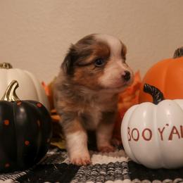 "Mortica" Miniature Australian Shepherd and Toy Australian Shepherd Puppies from Brigs Aussies