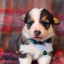 Alpine - Black and tan female Pembroke Welsh Corgi puppy in Fortine, Montana from North Star Pembroke Welsh Corgi's