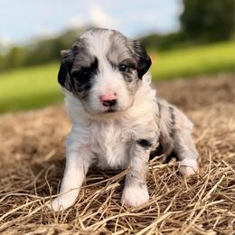 Pink collar toy - Blue merle female Aussiedoodle puppy in 32046, Florida from River Hill Ranch