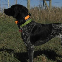 German Shorthaired Pointers from Prairie Sunrise Kennel