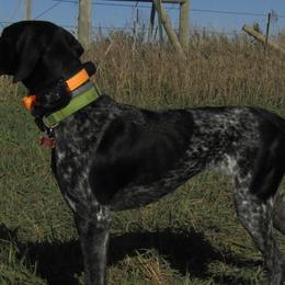German Shorthaired Pointers from Prairie Sunrise Kennel