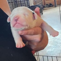 Frank - White and black male American Bulldog puppy in Abita Springs, Louisiana from Slumski's Bulldogs