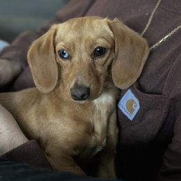 Killian - Dachshund