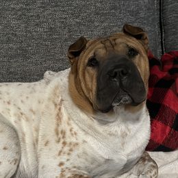 Chinese Shar-Pei from PeibyBears