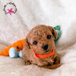 Carrot - Red male Maltipoo puppy in Kula, Hawaii from Toy Poodle & Maltipoo Maui
