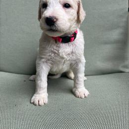 Pink - Apricot male Labradoodle puppy in Ellenwood, Georgia from Four Paws Down