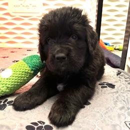 Girl 2 - AKC Registered Dark Pink - Black female Newfoundland puppy in Marshall, Missouri from Majestic Gentle Giants