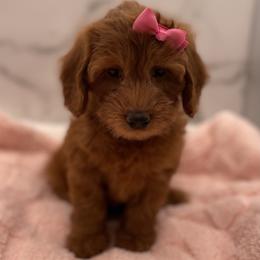 Daisy - Red  female Goldendoodle puppy in Kansas City, Kansas from Bella & Ivy’s Mini Goldendoodles of KC