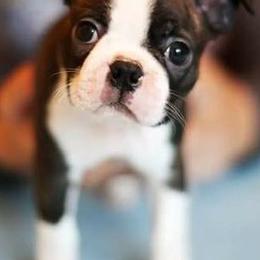 Boston Terriers from Sunwood Boston Terriers