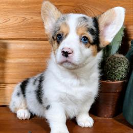 Australian Shepherd and Companion Cross Puppies from RussKris Farms Aussies & Corgis
