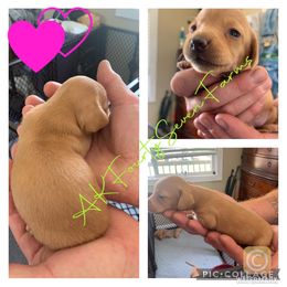 Anatolian Shepherd Dog and Dachshund Puppies from AKFourty Seven Farms