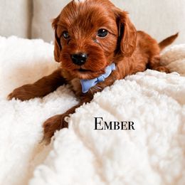 Ember - Red Cavapoo puppy in Tolleson, Arizona from Pixie Dust Cavaliers