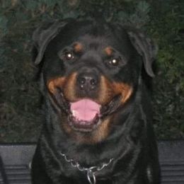 Rottweiler All Grown Up from VHR