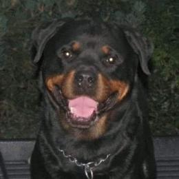 Rottweiler All Grown Up from VHR