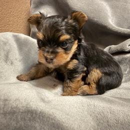 Girl 1 - Black and gold female Yorkshire Terrier puppy in Pomona, California from Cristian's Yorkshire Terriers