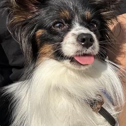 Blitz - White black and tan female Papillon puppy in Waco, Texas from Shadow Lane Genetics
