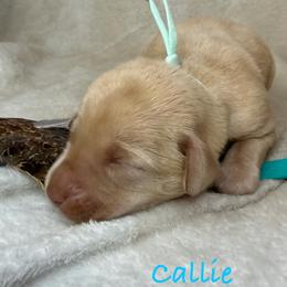 Callie - Yellow female Labrador Retriever puppy in Grants Pass, Oregon from KnR Antler Dogs ~ Labrador Retrievers & Corgis