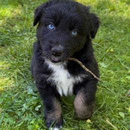 Burrito - Black tri-color male Australian Shepherd puppy in Tuftonboro, New Hampshire from Aussies Edge Farm