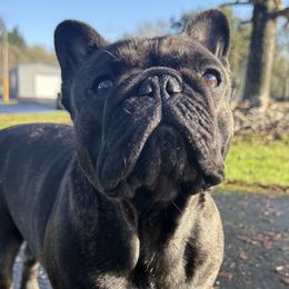French Bulldogs from Barkumentary Bulldogs (frenchie breeder)