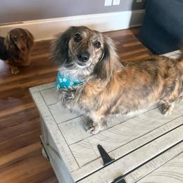 Kamiko - Brindle female Dachshund puppy in Bennett, North Carolina from Cherished Dachshunds