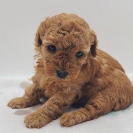 Muffin - Red  female Poodle puppy in Kannapolis, North Carolina from Carolina Great Danes & Toy Poodles