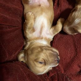 Girl 1 - Fawn (isabella) and cream female Dachshund puppy in Laurel, Mississippi from BB's Dotsies