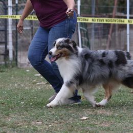 Australian Shepherd All Grown Up from Bur Oak Aussie's
