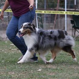 Australian Shepherd All Grown Up from Bur Oak Aussie's