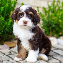 Mor'Du (chocolate tricolor) - Chocolate merle male Bernedoodle puppy in Dundee, Ohio from Down Home Doodle