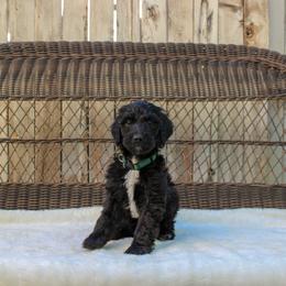 Bernedoodle and Goldendoodle Puppies from Delta Doodles and Poodles
