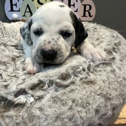 Yellow - White and black Dalmatian puppy in Lafayette, Louisiana from Zydeco Dalmatians