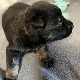 Girl 1 - Black and tan female German Shepherd puppy in Sharon Grove, Kentucky from Julie’s Shepherds