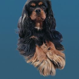 Stella - Cavalier King Charles Spaniel