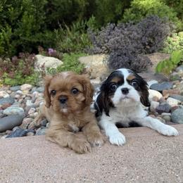 Cavalier King Charles Spaniel puppies from Millaray Cavaliers