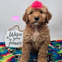 Roz - Red  female Goldendoodle puppy in Neillsville, Wisconsin from Granton Creek