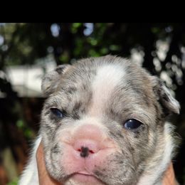 French Bulldog Puppies from Cedar Grove Bullies