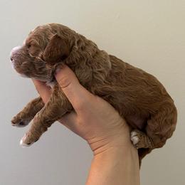 Yankee - Buff and white male Cockapoo puppy in Egg Harbor City, New Jersey from Grace Given Cockapoos (GGC)
