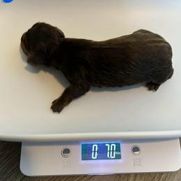 Chili - Chocolate and tan male Dachshund puppy in Park Hills, Missouri from Ozark Miniature Dachshunds