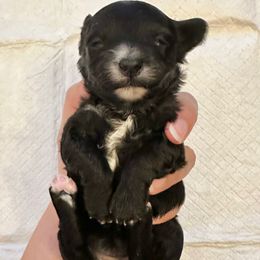 Female 2 - Black female Havapoo puppy in Brooksville, Florida from Kruger Doodles