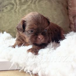 Prince B - Liver male Shih Tzu puppy in Xenia, Ohio from Crown & Tress Shih Tzu