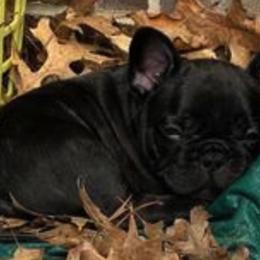 French Bulldog and Labrador Retriever Puppies from Horseman Hilltop Labradors and Jodee's Frenchies