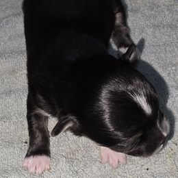 Male 2 - AKC - Full Registration - male Chihuahua puppy in Wytheville, Virginia from Southwest Virginia Chihuahua