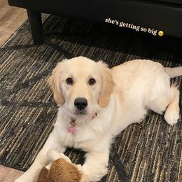 Pixie - Light golden female Golden Retriever puppy in Doniphan, Missouri from Stockford’s Golden Retrievers