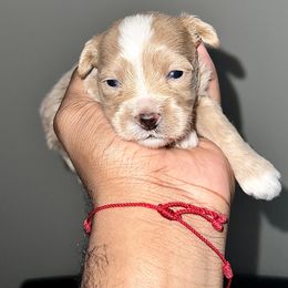Maltipoo and Poodle Puppies from Little Toy Poodles