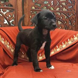 Milagro - male Xoloitzcuintli puppy in Sunnyside, Washington from Xolos Jazmin