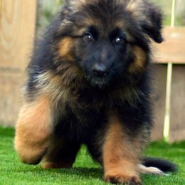 German Shepherd Puppies from Vom Cronje Haus German Shepherds