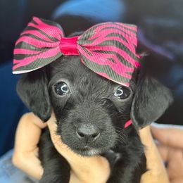 Willow (black and white female) - Black and white female Companion Cross puppy in Waldron, Arkansas from Kay’s Cutie Poos