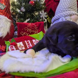 Labrador Retriever Puppies from Starfire Labradors